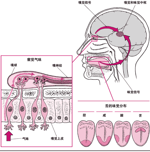 关于鼻粘膜你一定不知道这些!