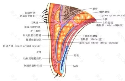 双眼皮